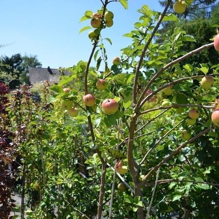 Nahaufnahme eines Apfelbaumes
