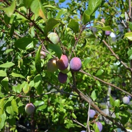 Nahaufnahme eines Pflaumenbaumes