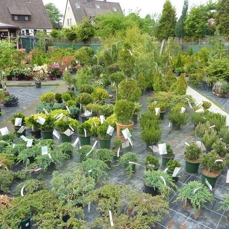 Verschiedene Bäume aus unserer Baumschule
