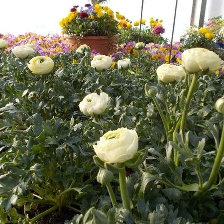 Große weiße Blüten
