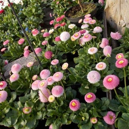 Kleine rosa Blüten