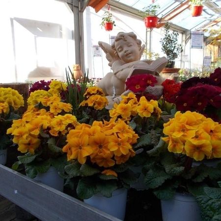 Gelbe und rote Blumen