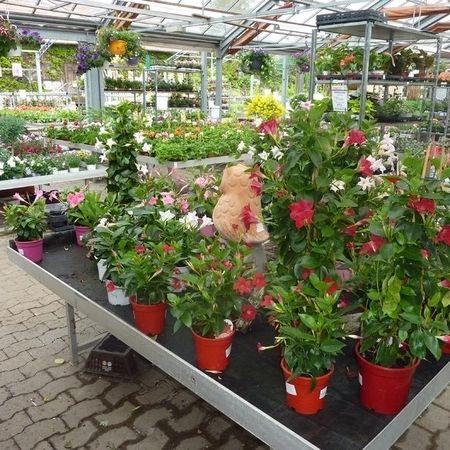 Blumen in unserem Gartencenter