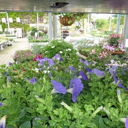 Große lila Blüten