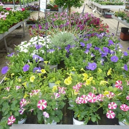 Petunien mit verschiedenen Farben und Mustern