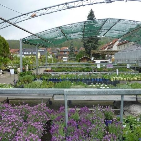 Verschiedene Stauden- und Wasserpflanzen auf Pflanztischen