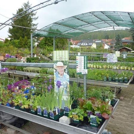 Verschiedene Stauden- und Wasserpflanzen auf Pflanztischen