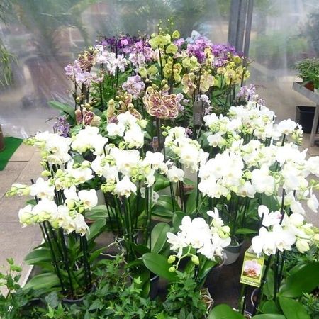 Verschiedene Orchideen
