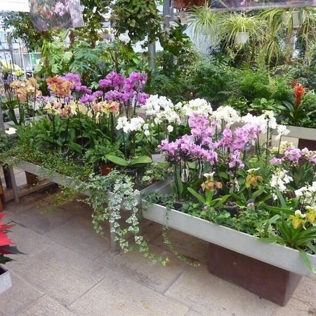 Verschiedene Orchideen