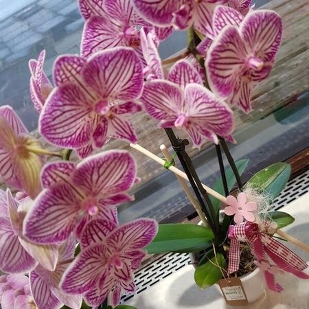 Orchidee auf einer Fensterbank