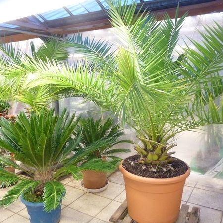 Überwinterung von verschiedenen Palmen