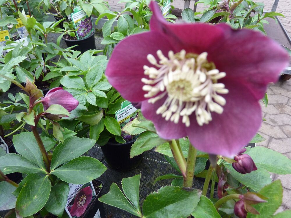Lila Blüte einer Helleborus-Pflanze mit weißen Staubblättern