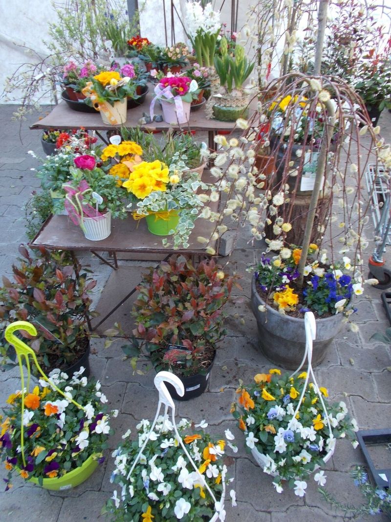Verschiedene Blumenampeln und dekorierte Blumentöpfe