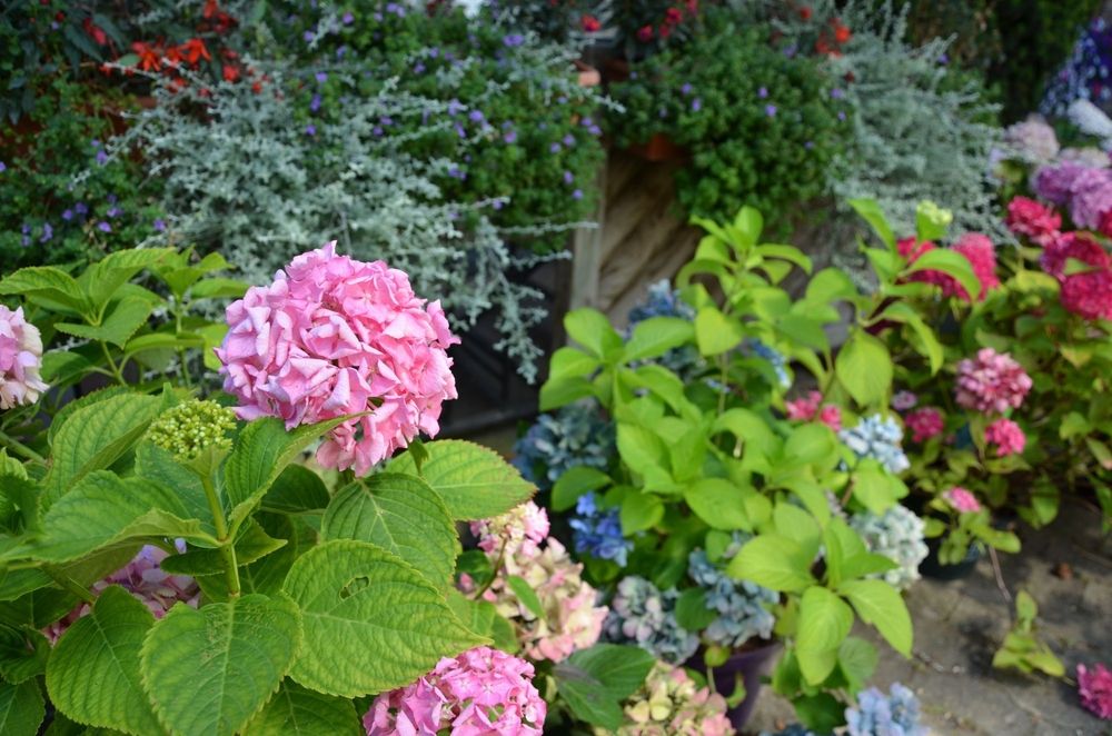 Rosa Hortensie in der Nahaufnahme